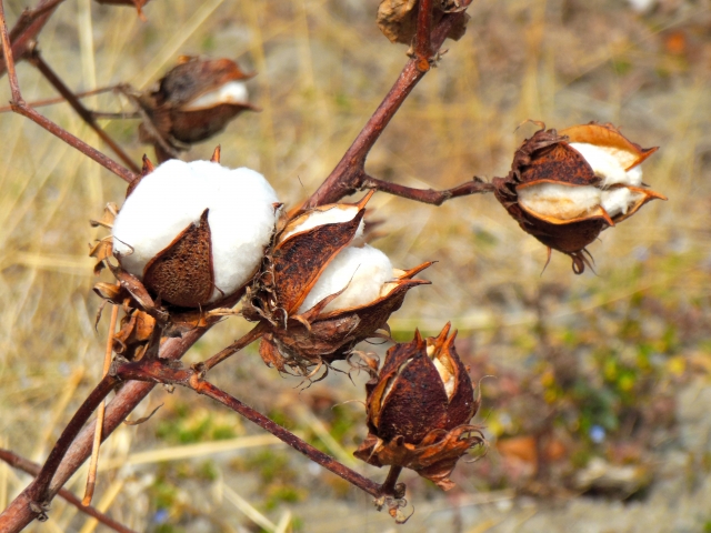 綿はどこの国で一番生産されているの 山冨ラボ