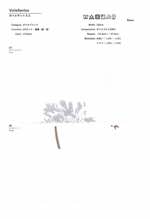 ボイルサントス2【プリントボイル】